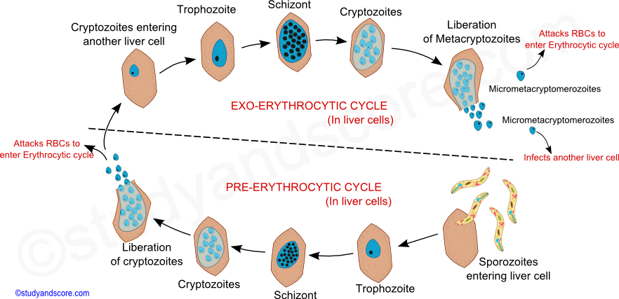 Plasmodium, Plasmodium Exo-erythrocytic cycle, General characters of Plasmodium, Plasmodium life cycle, Plasmodium vivax, plasmodium ovale, plasmodium falciparum, Malaria, sporozoite